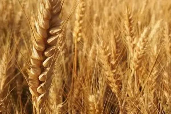 长麦4316小麦品种的特性，小穗密度中。红粒、椭圆形