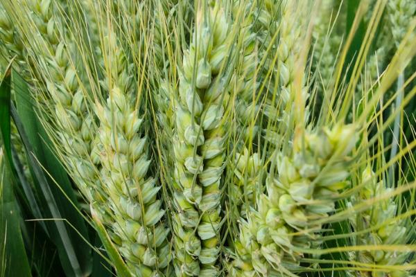 晋麦111号小麦种子特点，生育期225天