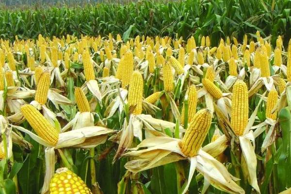 吉农甜糯79玉米种子介绍，密度4500株/亩左右