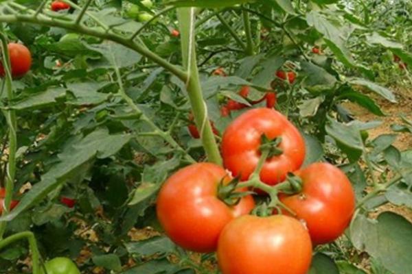 秋番茄什么时候种好，一般在7-8月份种植