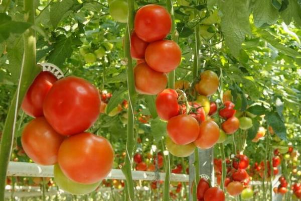 秋番茄什么时候种好，一般在7-8月份种植