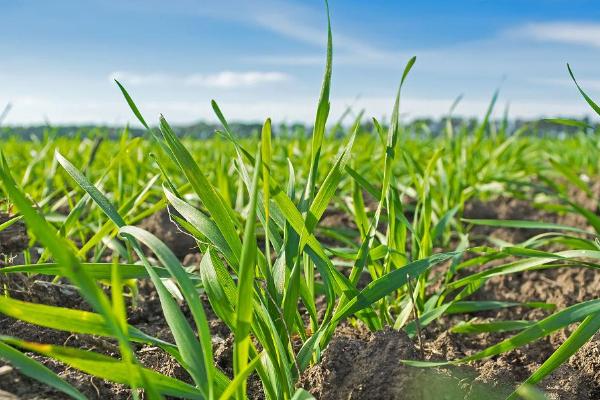 小麦越冬前怎么管理，对于深播苗要松土清棵、对于立针苗要施肥浇水
