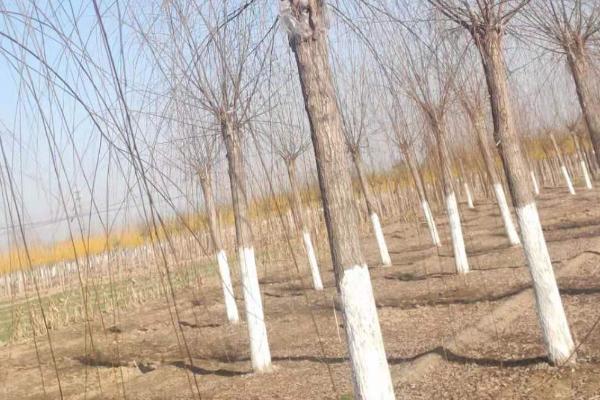 冬季苗木的防寒措施，入秋后要及早停止灌水和追施氮肥