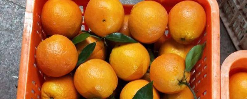 无公害夏橙如何贮藏，常用以下4种方法