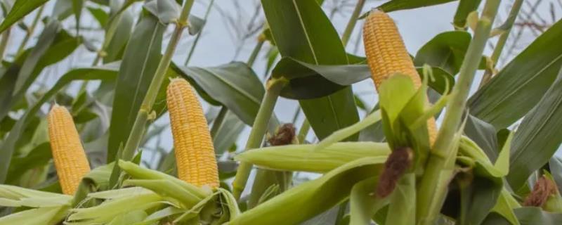 联农108玉米品种的特性，适宜播种期4月下旬—5月上旬