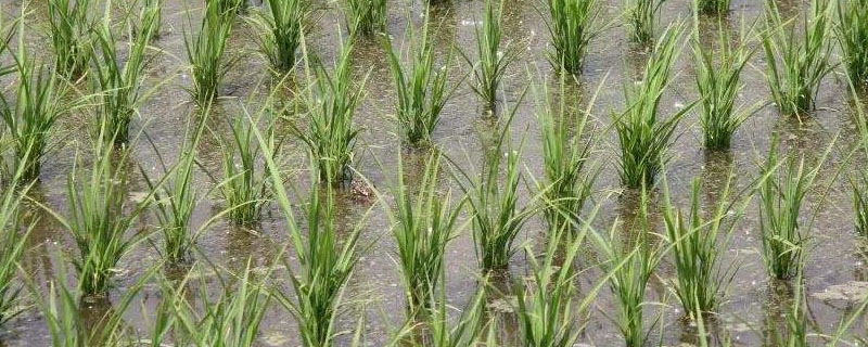 禾田稻9号水稻种子特征特性，粳型常规种水稻品种