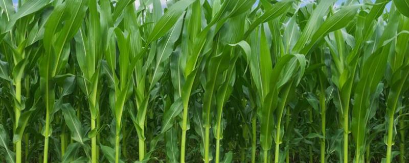 耘丰25玉米种子特征特性，中抗玉米螟（5.6MR）