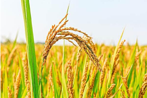禾田稻9号水稻种子特征特性，粳型常规种水稻品种