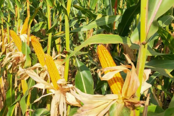 联农108玉米品种的特性，适宜播种期4月下旬—5月上旬