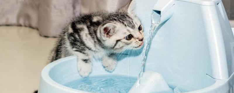 猫脱水的症状，表现为皮肤状态变差且久久无法恢复原状