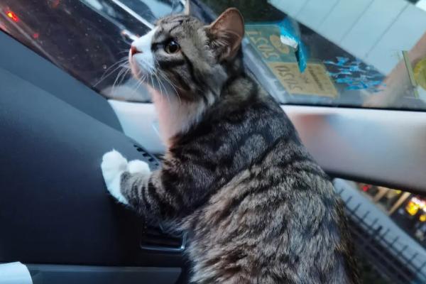 猫咪坐私家车的注意事项，行车中最好不要将窗户打开