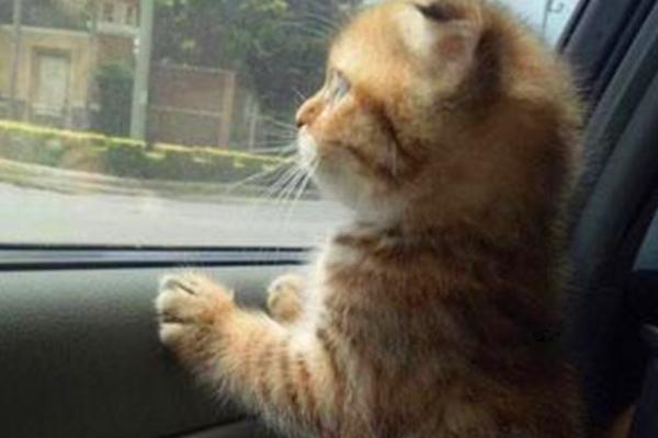 猫咪坐私家车的注意事项，行车中最好不要将窗户打开
