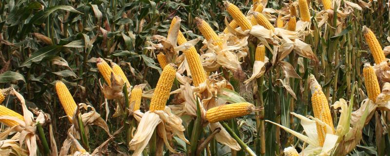 989Q11玉米种简介，适宜在肥力中上等的地块种植