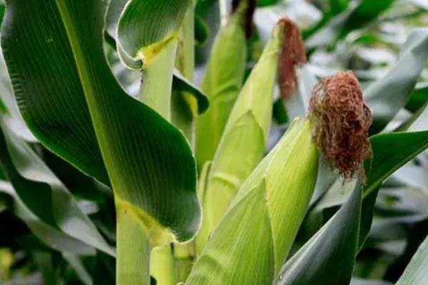 兴业2023玉米种子特征特性，密度4000株/亩左右