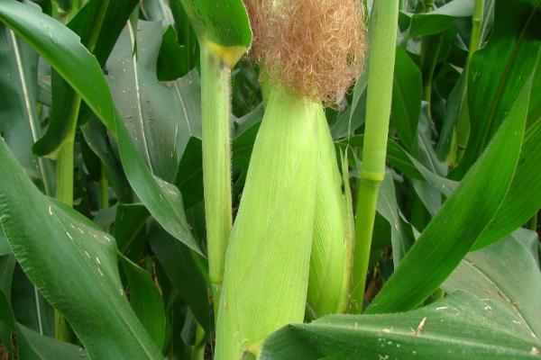 兴业2023玉米种子特征特性，密度4000株/亩左右