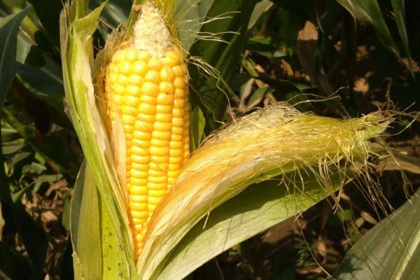 镁沅818玉米种子特点，适宜在肥力中上等的地块种植