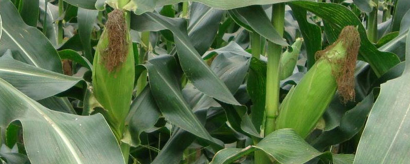 丹研V17玉米种子特点，适宜在肥力中上等的地块种植