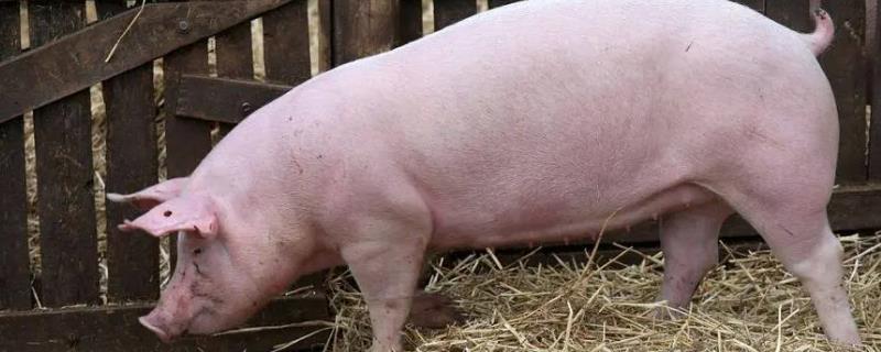 后备母猪一天要喂多少饲料，日喂量为2.5-3.5kg