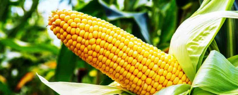 瑞谷981玉米种子特征特性，密度4000株/亩左右