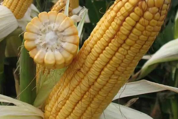 聚隆317玉米种子介绍，适宜在肥力中上等的地块种植