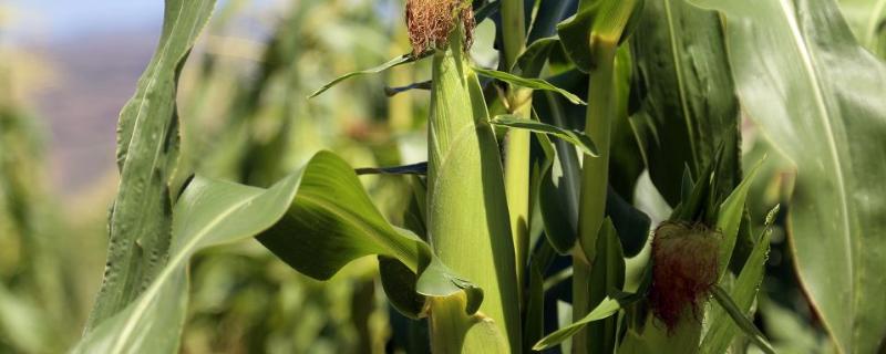 聚隆317玉米种子介绍，适宜在肥力中上等的地块种植