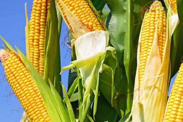 利生77玉米品种的特性，密度4000株/亩左右
