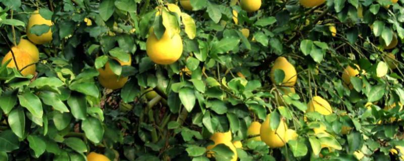 柚子树种植几年会结果，实生树通常要8-10年才开始结果