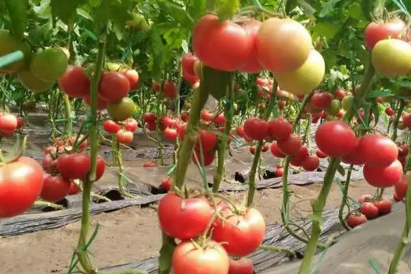 西红柿开花结果时施什么肥，以氮肥和钾肥为主