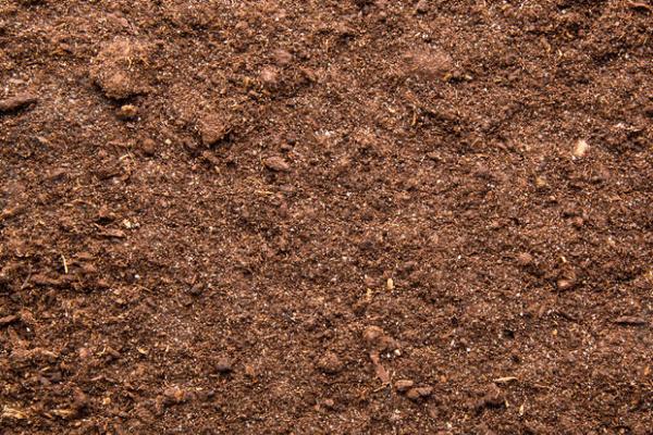种香椿用什么土，深厚且肥沃的石灰质土壤为佳