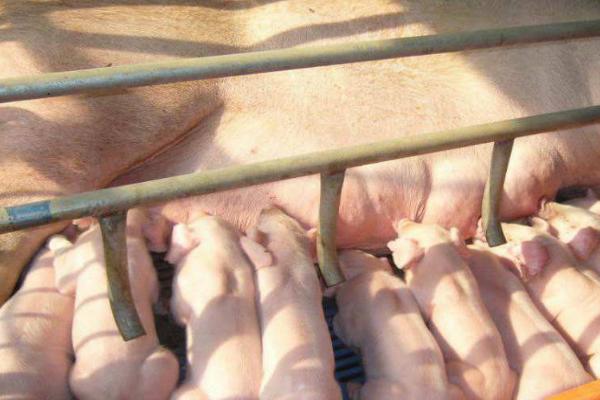 母猪初产正常数量，通常应产下3-4头猪仔