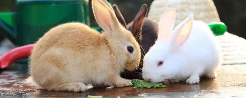 兔子拉稀的原因，可能是饮食不当或肠道菌群紊乱导致的