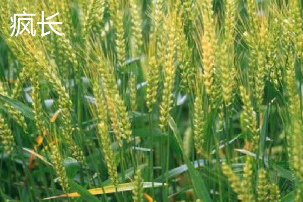 小麦冬前疯长的危害，会消耗地力、降低抗寒能力