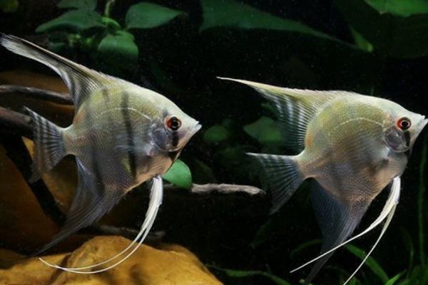 神仙鱼繁殖方法，首先要选择发育成熟的亲鱼