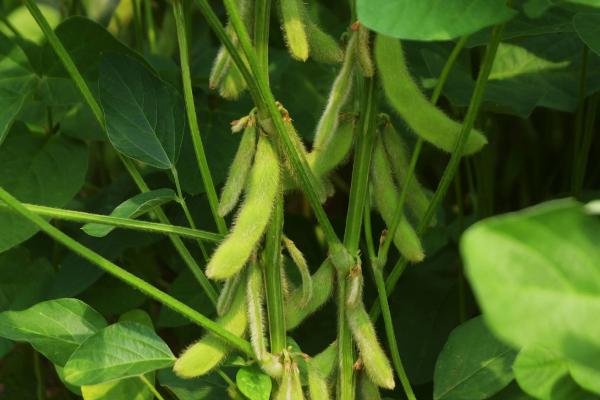 辽豆84大豆种子简介，注意防治病虫草害