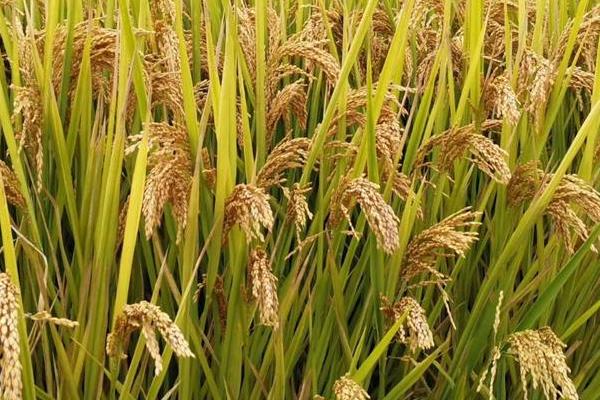 科稻747水稻种子特征特性，应在破口和出穗期防治稻曲病