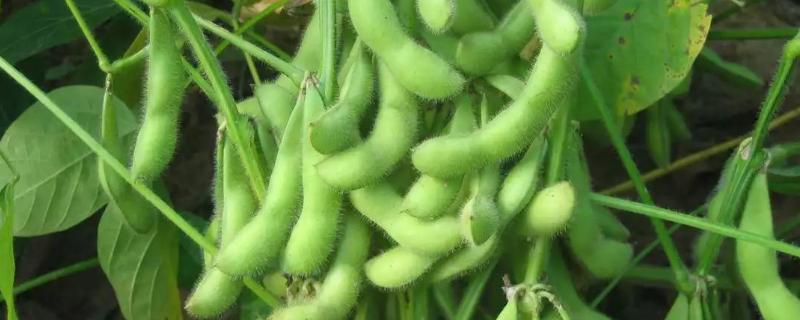 辽豆86大豆品种的特性，辽宁省春播生育期139天