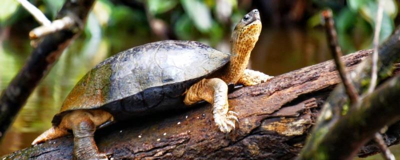乌龟的寿命，一般在20-50年之间