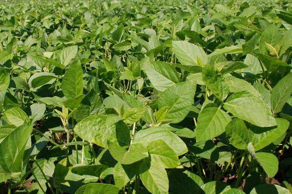 辽豆86大豆品种的特性，辽宁省春播生育期139天