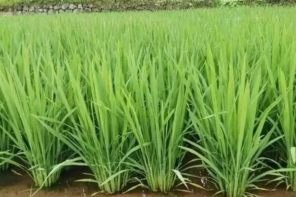 盘盈稻33水稻种子特征特性，属中晚熟品种