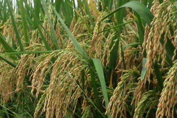 盘盈稻33水稻种子特征特性，属中晚熟品种