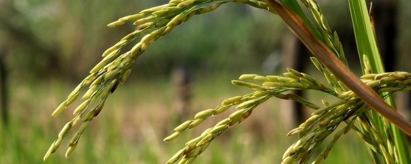 科稻747水稻种子特征特性，应在破口和出穗期防治稻曲病