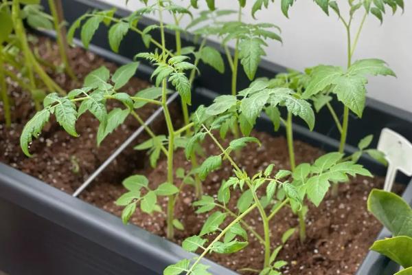 怎么防治番茄病害，可选用抗病品种、并实行水旱轮作