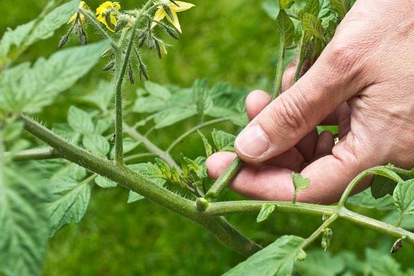 怎么防治番茄病害，可选用抗病品种、并实行水旱轮作