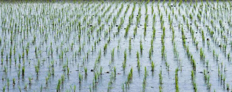 东北地区何时开始种水稻，播种时间一般为4月份中上旬