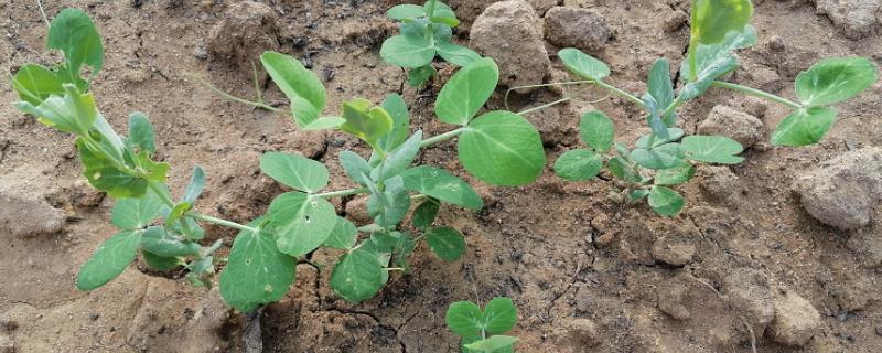 让豌豆容易出苗的方法，需选择疏松、富含有机质的地方作为种植地
