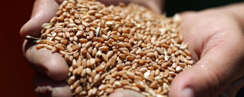 雨后小麦的区分方法，含水量较大、容重会降低