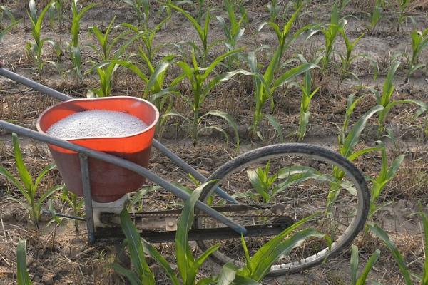 玉米如何科学合理施肥，氮肥稳施、磷肥控施、钾肥增施、适时补施微肥