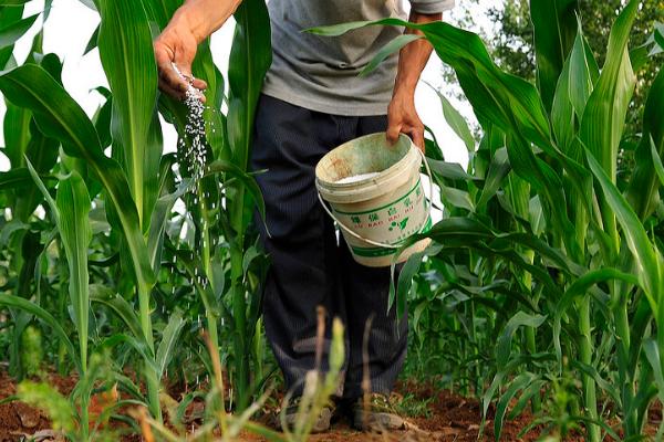 玉米如何科学合理施肥，氮肥稳施、磷肥控施、钾肥增施、适时补施微肥