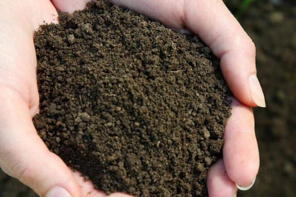 地膜春花生的栽培技术，选择透性好且昼夜温差大的沙性壤土为佳