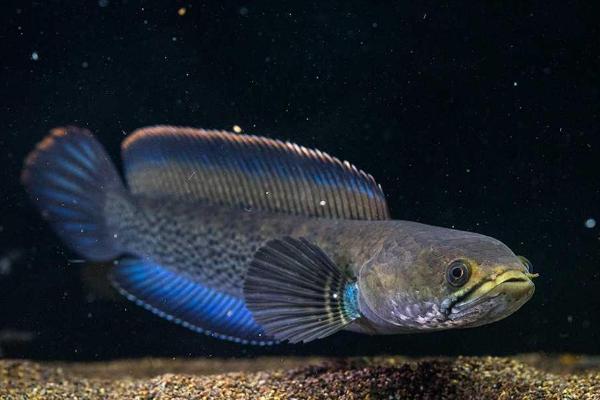 如何饲养鬼王蓝宝石雷龙鱼，养殖期间要把水温保持在22-26℃